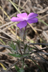 Phlox drummondii tharpii