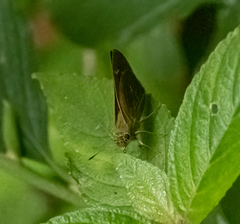 Polytremis lubricans