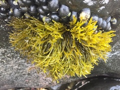 Ahnfeltiopsis concinna