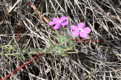 Phlox drummondii tharpii