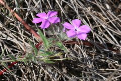 Phlox drummondii tharpii