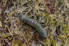 Periclista
