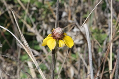 Ratibida peduncularis