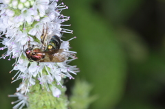 Augochloropsis tupacamaru