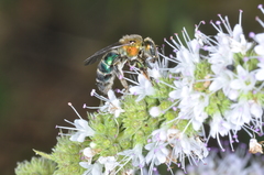 Augochloropsis tupacamaru