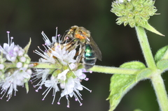 Augochloropsis tupacamaru