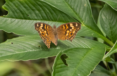 Junonia erigone