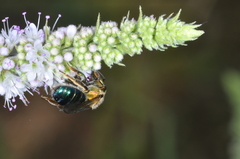 Augochloropsis tupacamaru