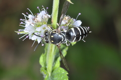 Bicyrtes discisus