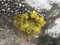 Ahnfeltiopsis concinna