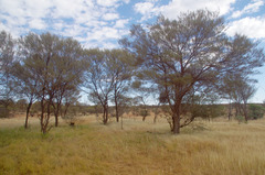 Acacia aneura