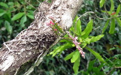 Lepismium cruciforme