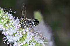 Bicyrtes discisus
