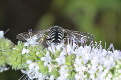 Bicyrtes discisus