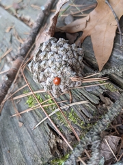 Harmonia axyridis