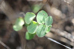 Euphorbia innocua