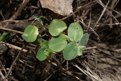 Euphorbia innocua
