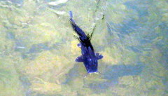 Steindachneridion melanodermatum