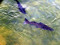 Steindachneridion melanodermatum