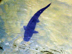 Steindachneridion melanodermatum