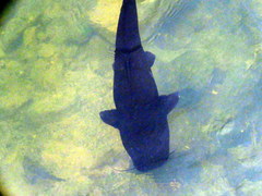 Steindachneridion melanodermatum