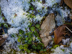 Chrysosplenium americanum