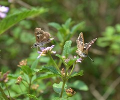 Dardarina salta
