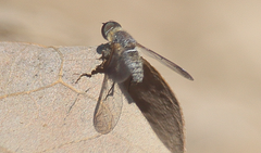 Diplocampta secunda