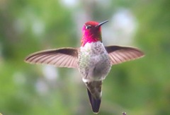 Calypte anna