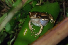 Gastrotheca pulchra