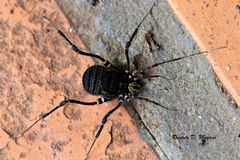 Geraeocormobius sylvarum