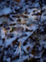 Elymus hystrix bigelovianus