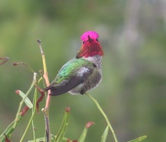 Calypte anna