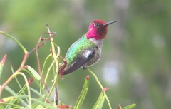 Calypte anna