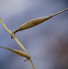 Elymus hystrix bigelovianus