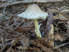 Lepiota castanea