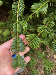 Cephalotaxus