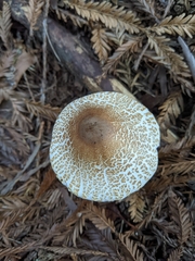 Lepiota castanea