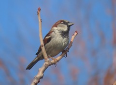 Passer domesticus
