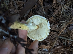 Lepiota castanea