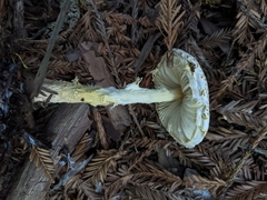 Lepiota castanea