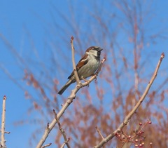 Passer domesticus