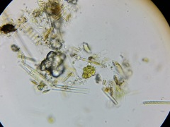 Pseudopediastrum integrum