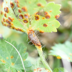 Puccinia modiolae