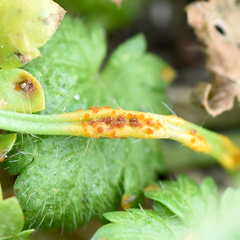 Puccinia modiolae