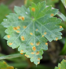 Puccinia modiolae