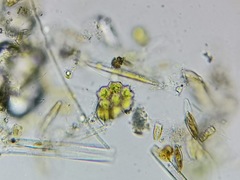 Pseudopediastrum integrum