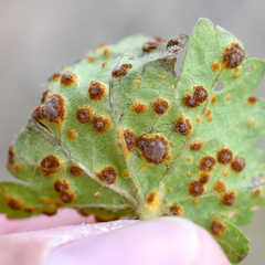 Puccinia modiolae