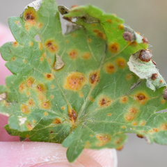 Puccinia modiolae