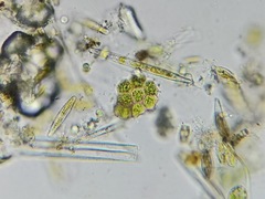 Pseudopediastrum integrum